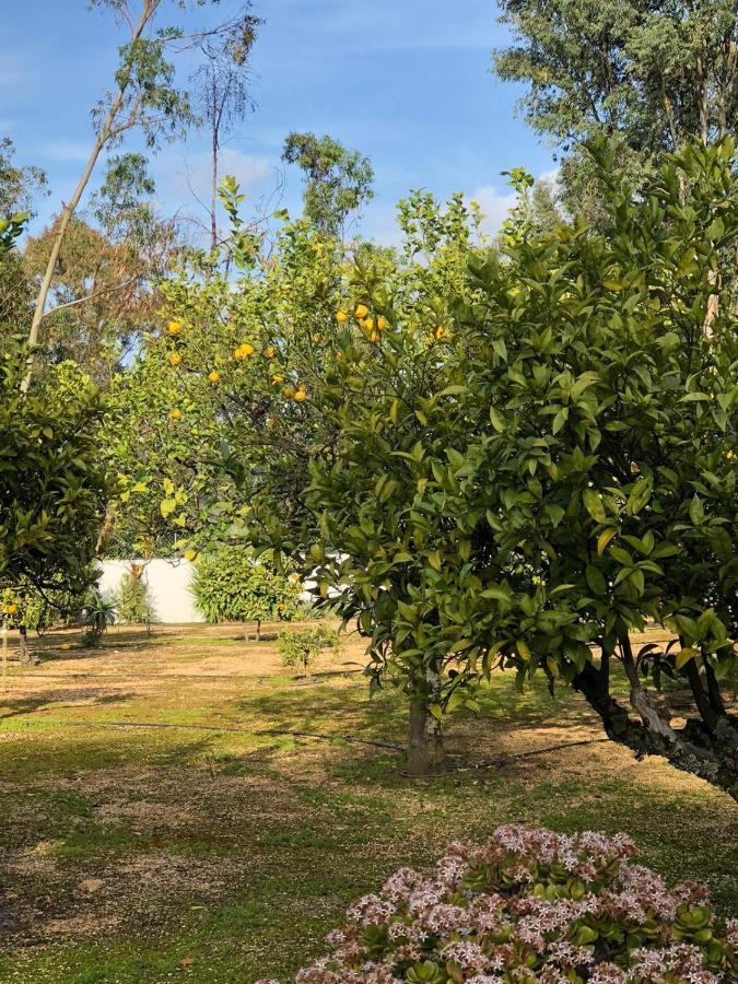 Quinta Verde Албуфейра Екстер'єр фото